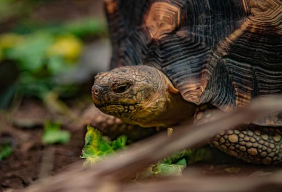 Ploughshare Tortoise 2
