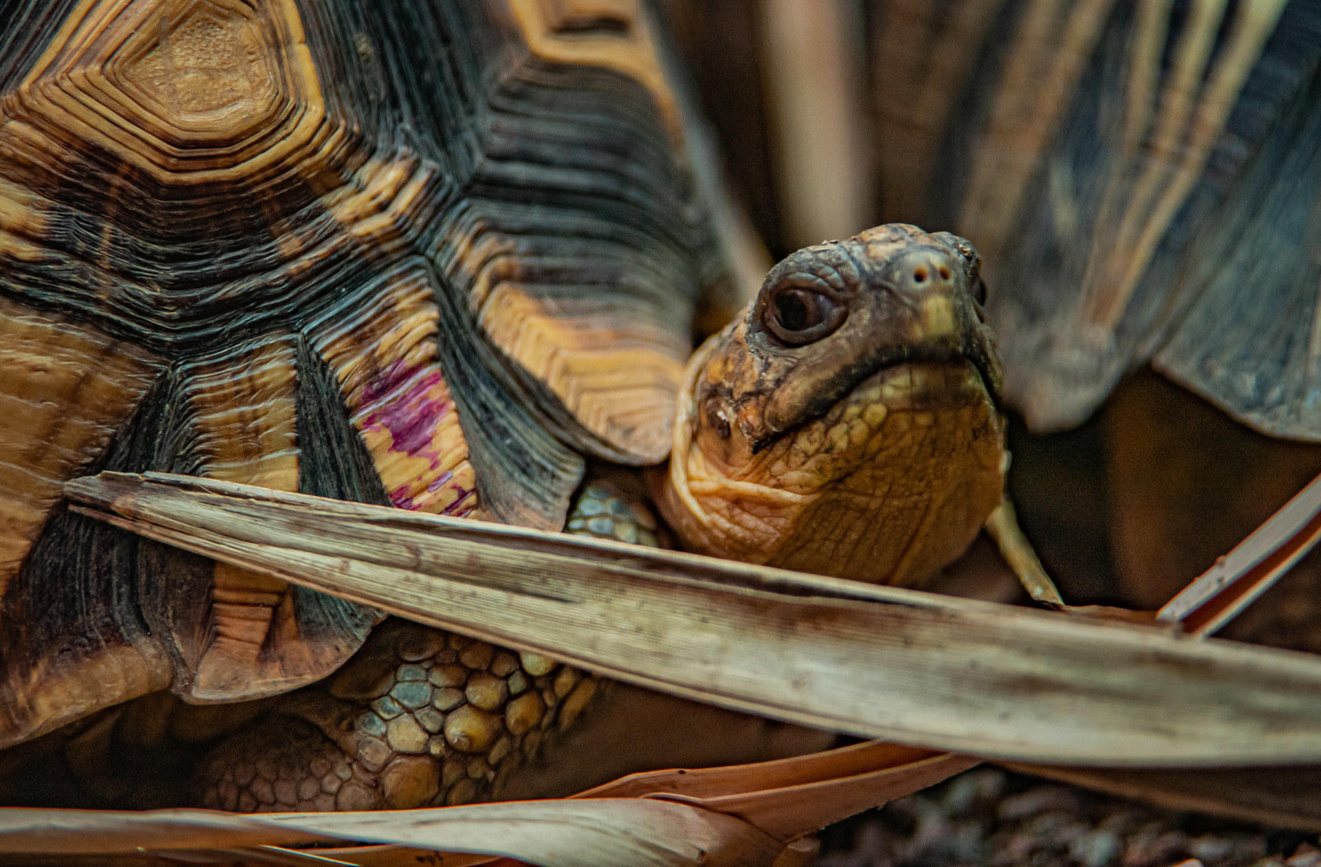 Ploughshare Tortoise 3