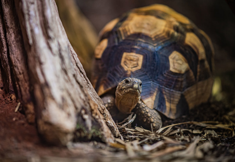 Ploughshare Tortoise 4