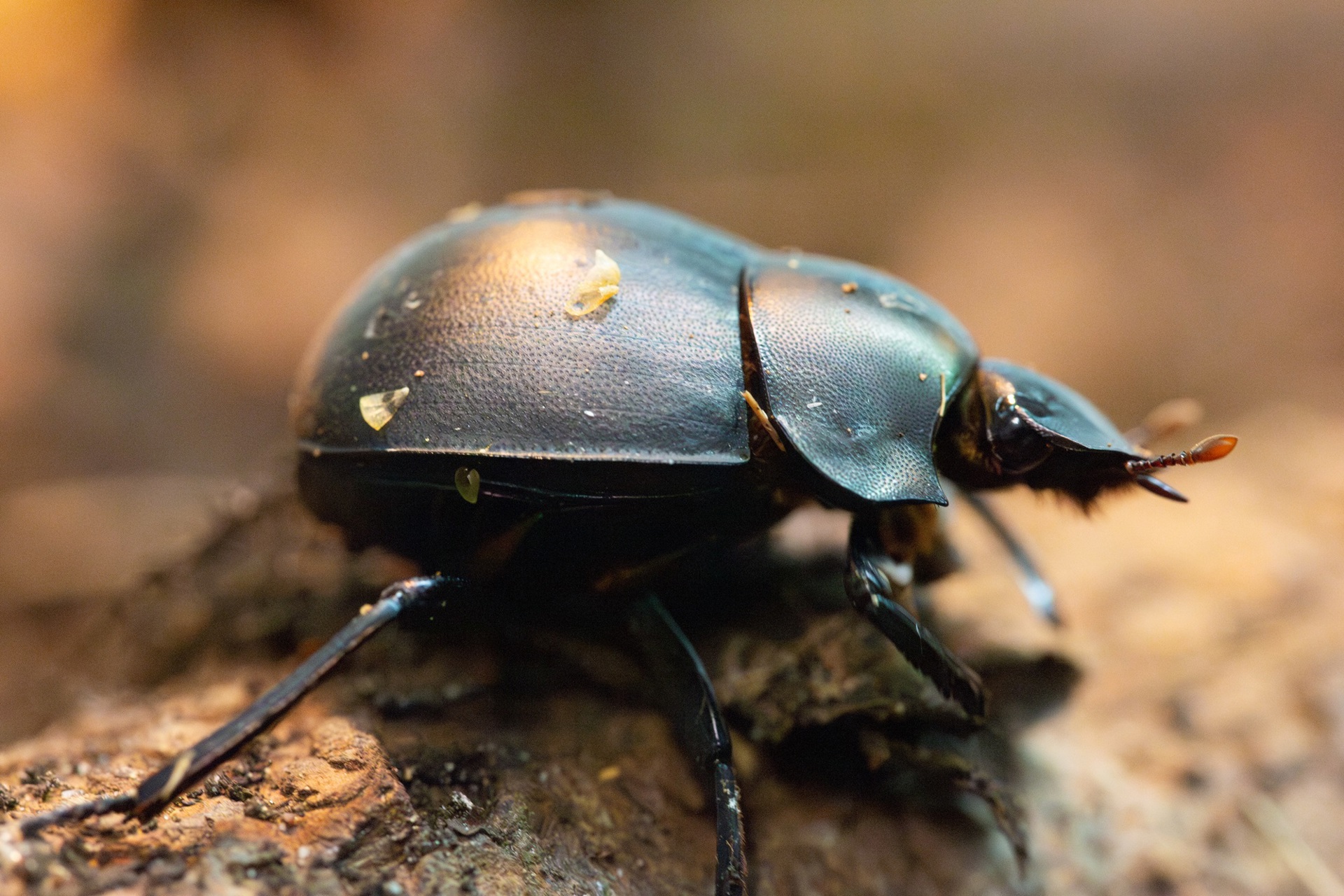 Plum Dung Beetle 6