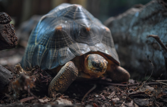 Radiated Tortoise 6