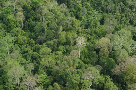 Rainforest Habitat In South East Asia Is Being Lost To Produce Palm Oil Driving Species To Extinction (C) Marc Ancrenaz