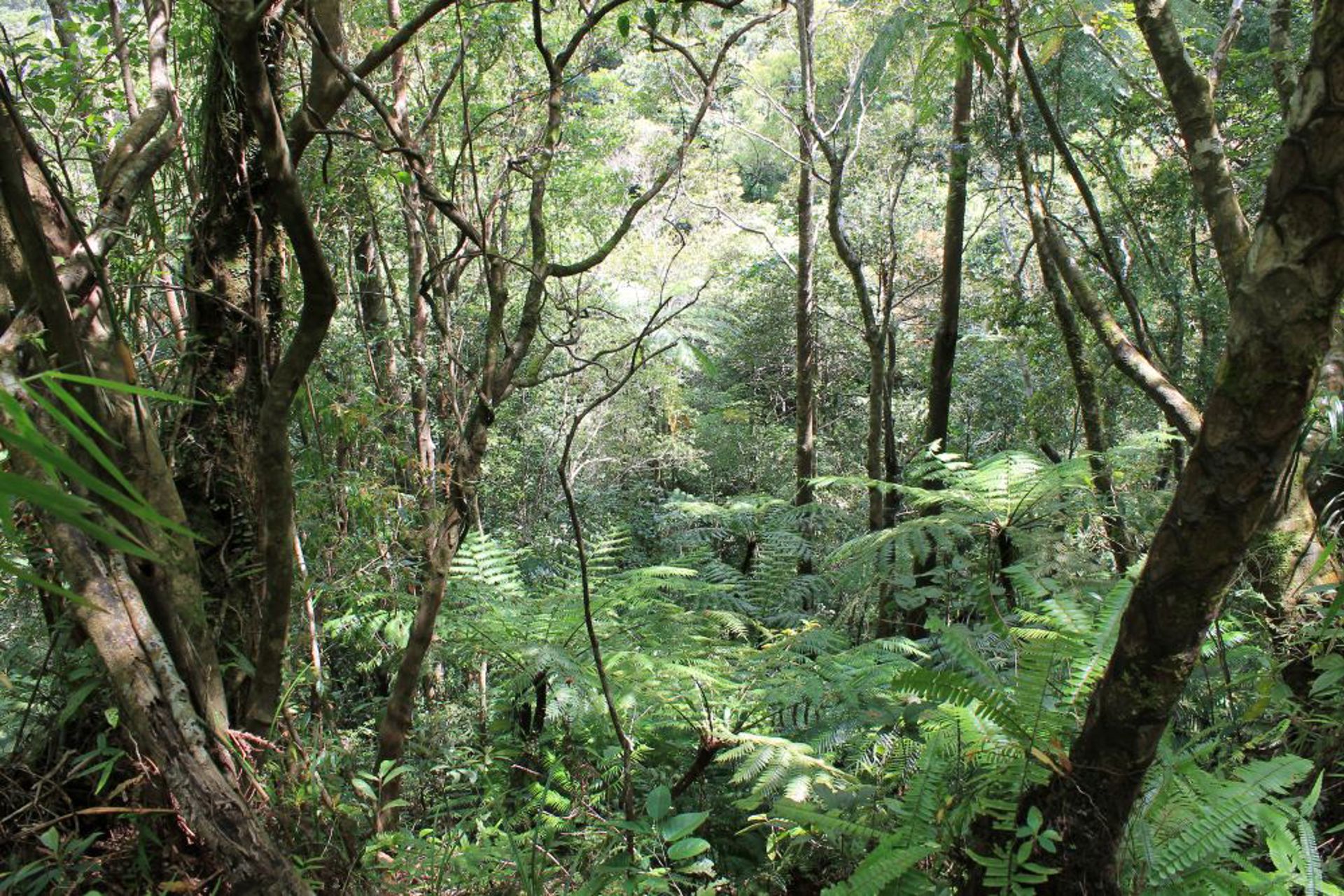 Rainforest Philippines 5