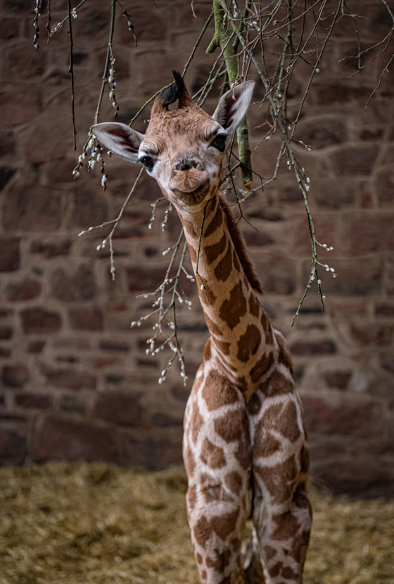 Rare Baby Giraffe Born At Chester Zoo (57)