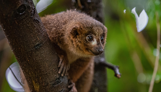 Red Bellied Lemur 1
