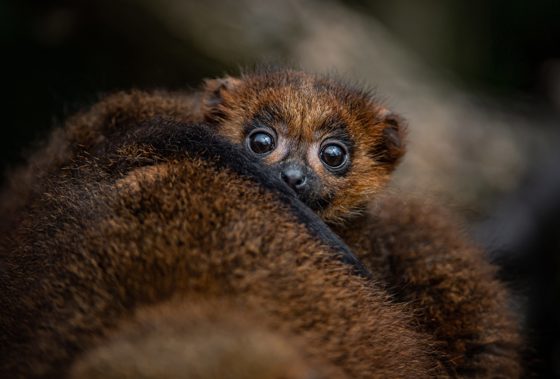 Red Bellied Lemur 3