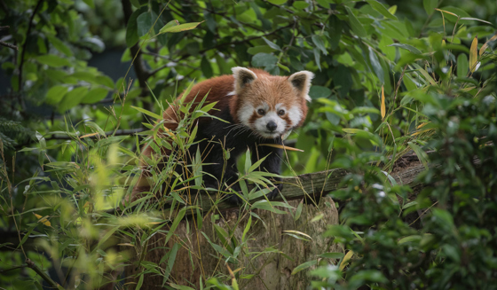 Red Panda Amongst Trees In The Zoo