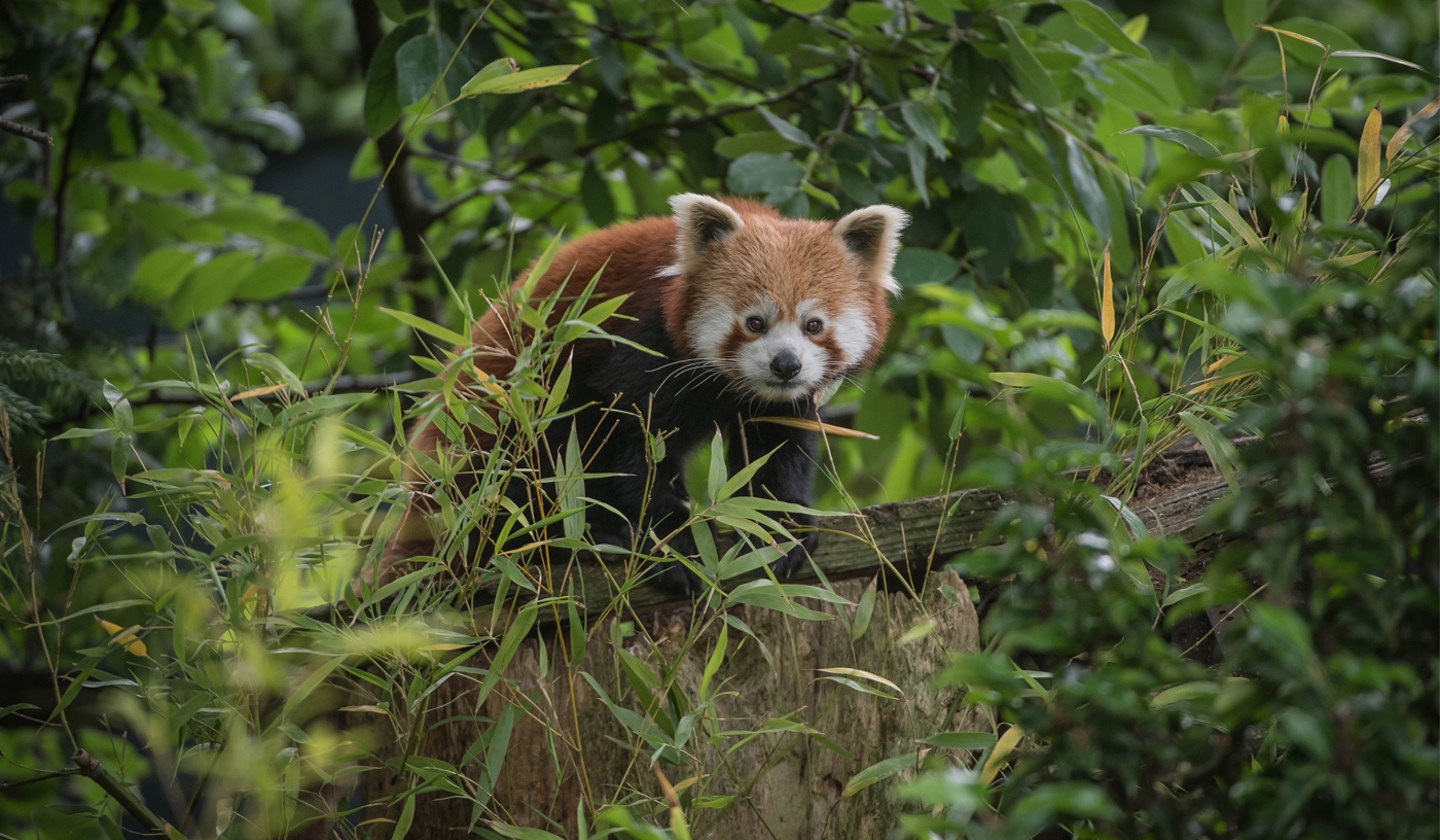 Red Panda Amongst Trees In The Zoo