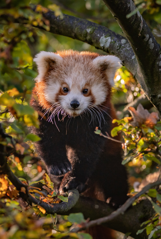 RED PANDA Cubs Emerge From Den At Chester Zoo (26)