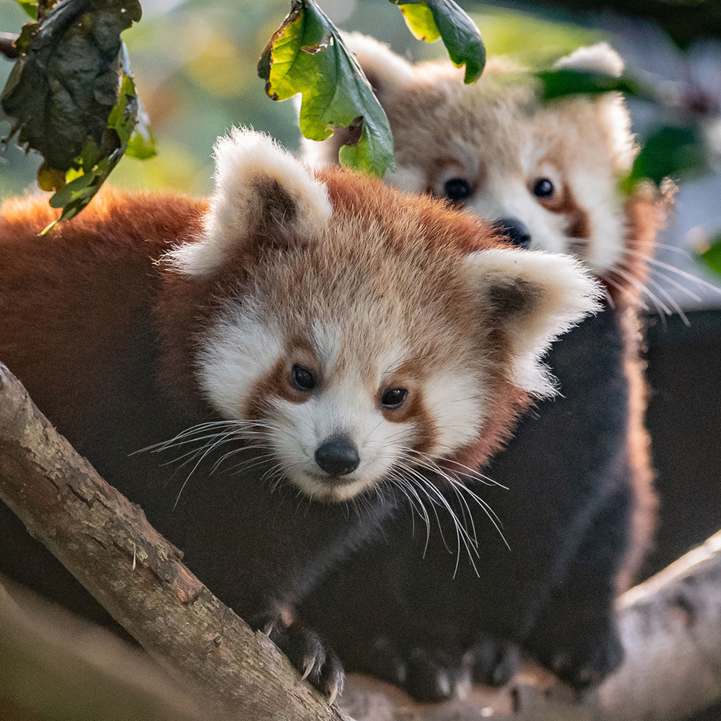 Red Panda. In The Zoo
