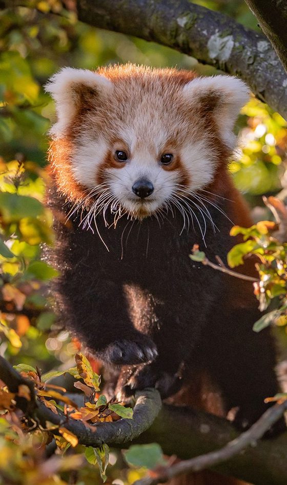 Red Panda In Tree PORTRAIT