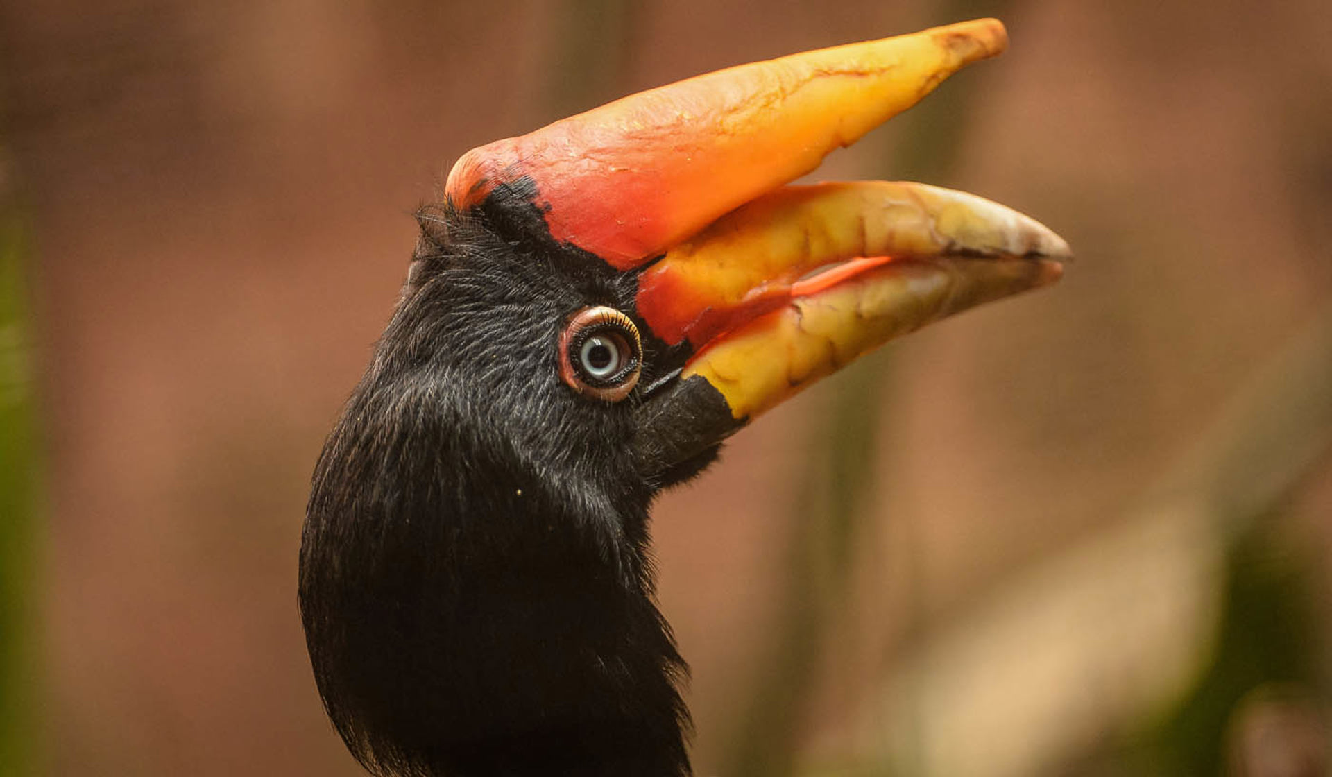 Rhinoceros hornbill at Chester Zoo