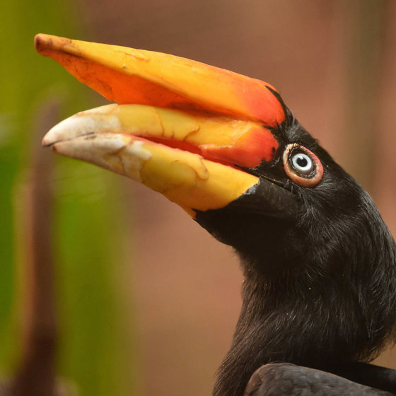 Rhinoceros Hornbill 2