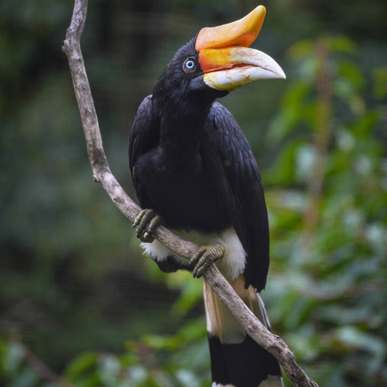 Rhinoceros Hornbill 5