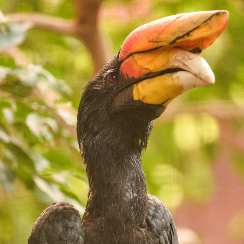Rhinoceros hornbill at Chester Zoo