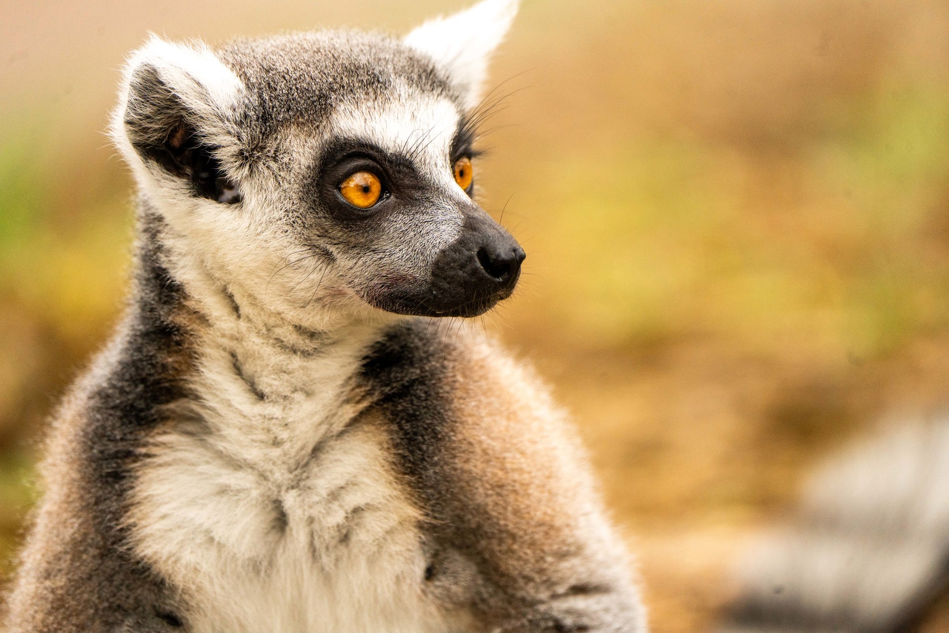 Ring Tailed Lemur Close Up