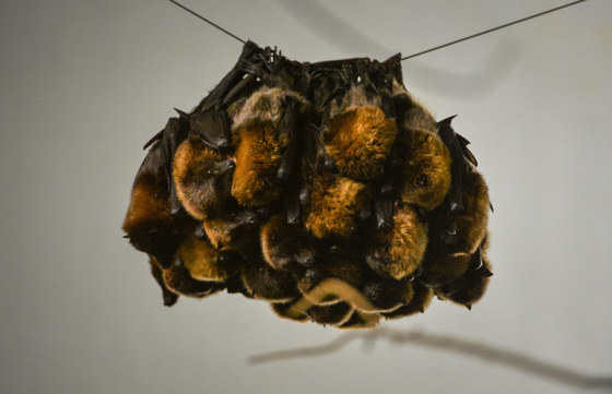 Rodrigues Fruit Bats (3)