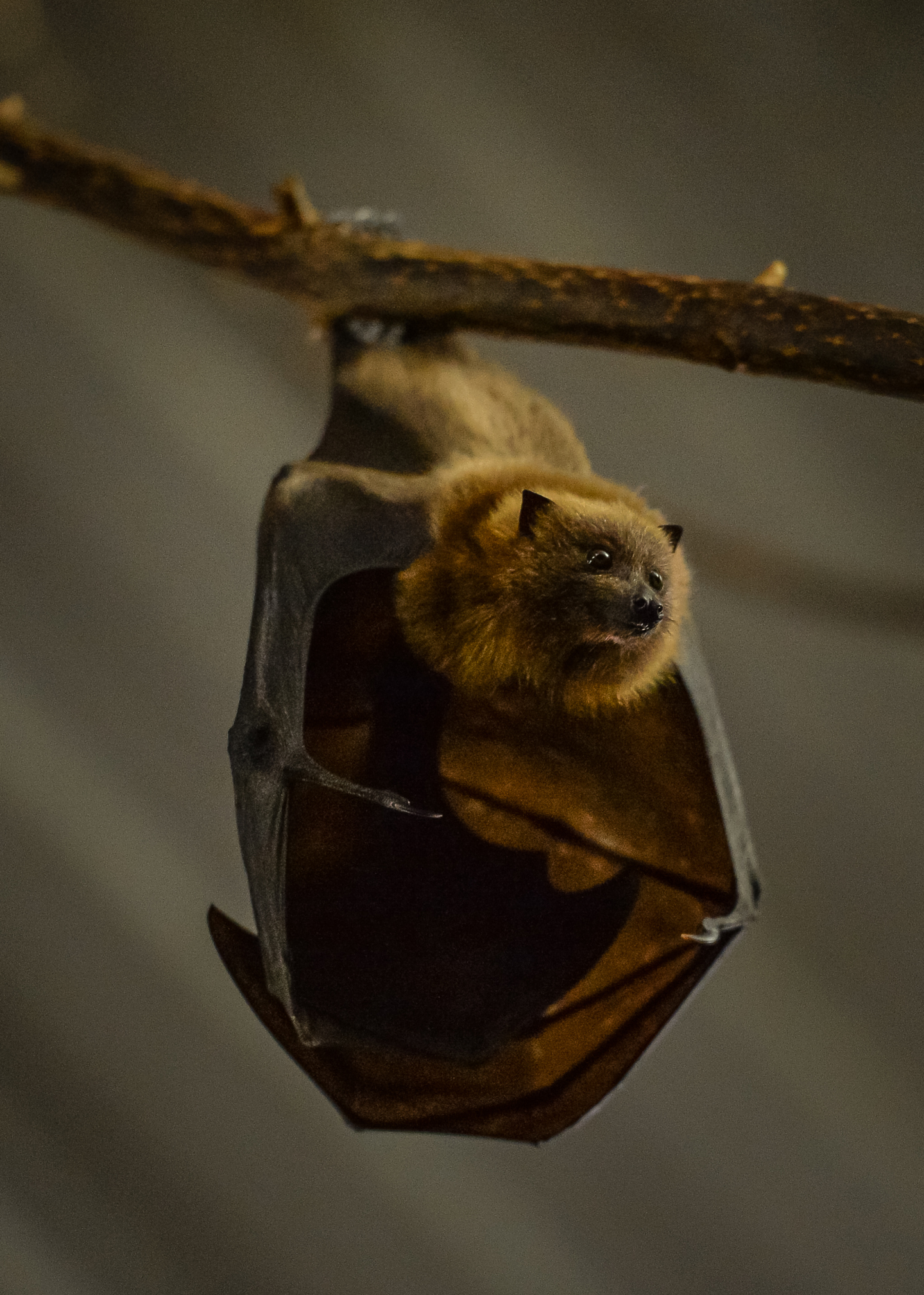 Rodrigues Fruit Bats (6)