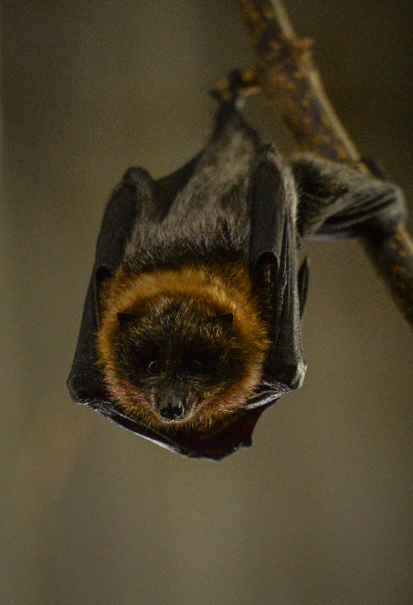Rodrigues Fruit Bats (7)