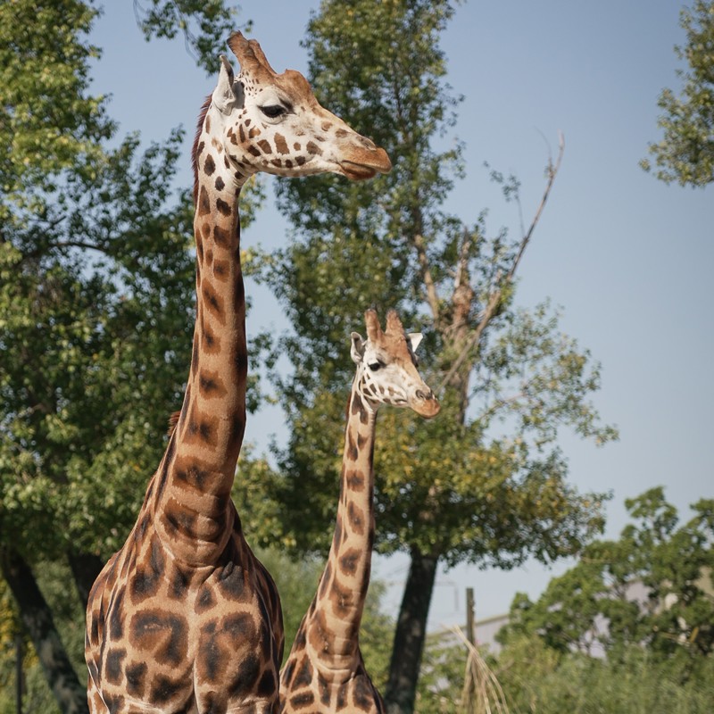 Rothchilds Giraffe At The Zoo 6