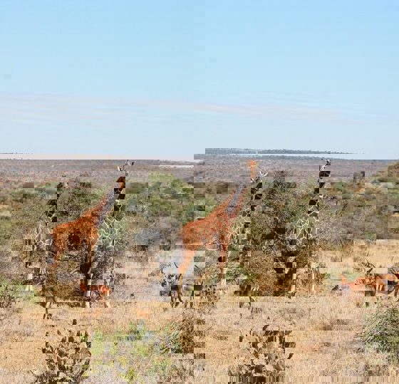 Rothchilds Giraffe At The Zoo 7