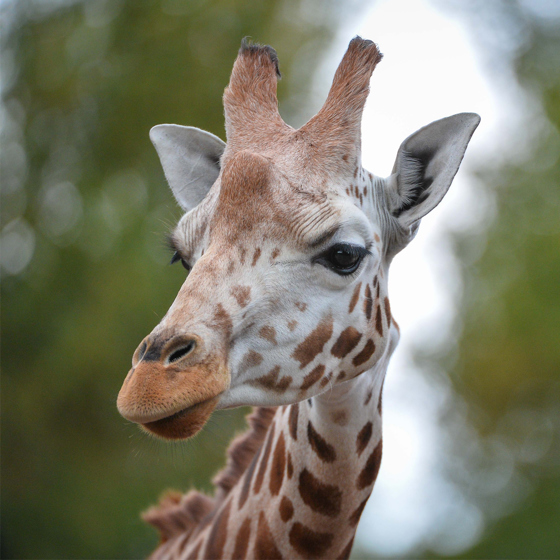 Rothchilds Giraffe At The Zoo SQUARE