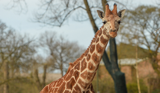 Rothchilds Giraffe At The Zoo
