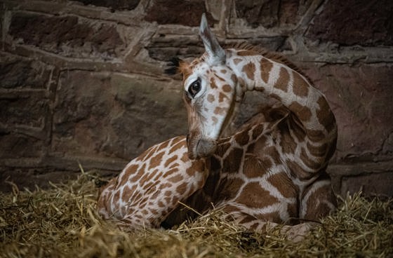 Sleeping Baby Giraffe
