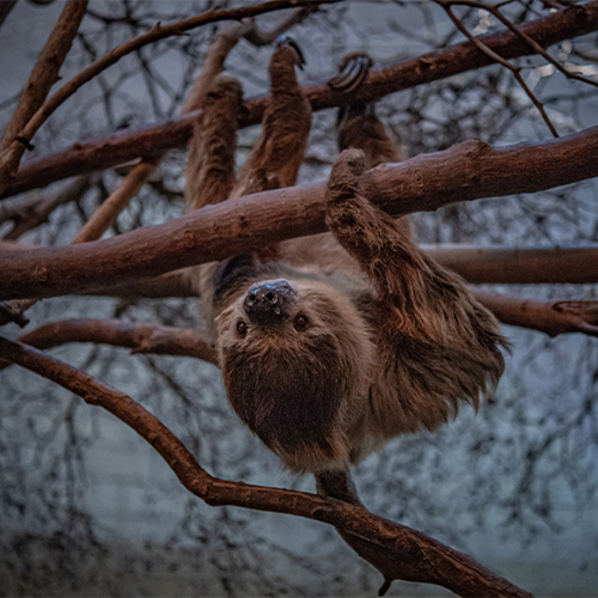 Sloth LA Adventure SQAURE