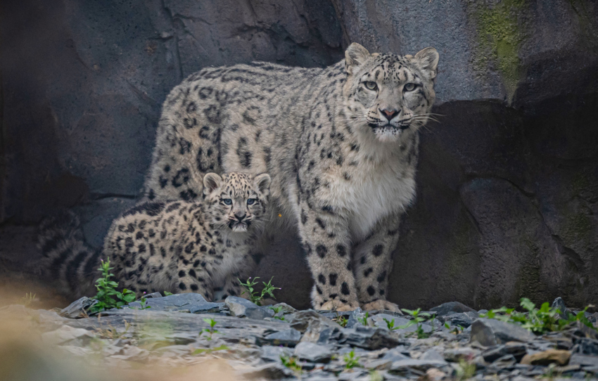 Snow Leopard Cub Bheri And Mum Nubra At Chester Zoo(1)