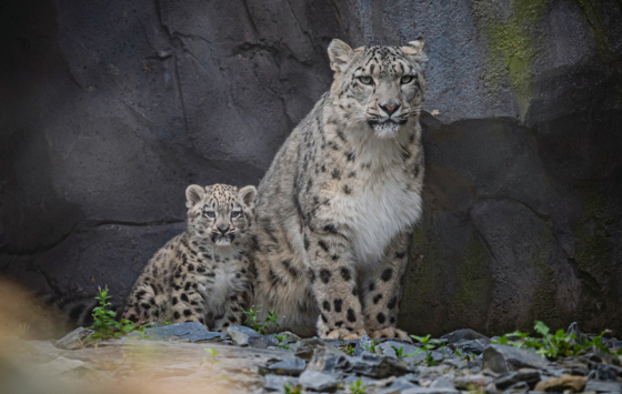 Snow Leopard Cub Bheri And Mum Nubra At Chester Zoo