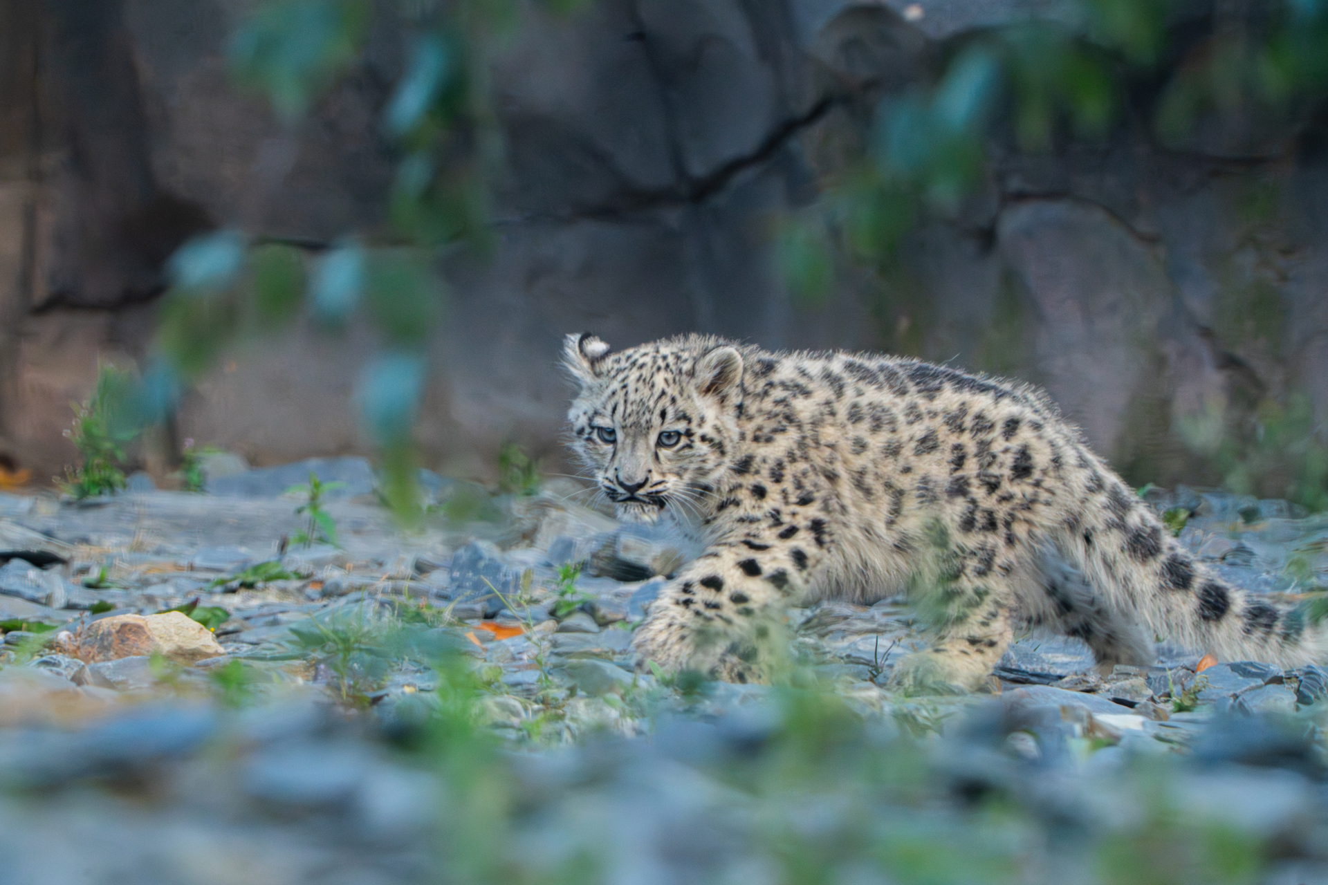 Photo shows a snow leopard cub walking through a rocky habitat. She has big fluffy paws and a fluffy tail