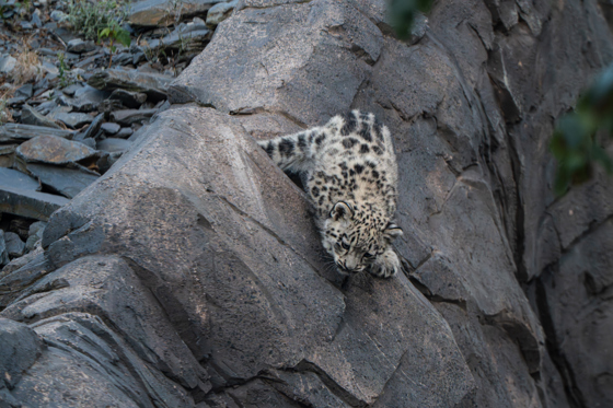 Snow Leopard Cub, Bheri, Ventures Outside For The First Time At Chester Zoo34