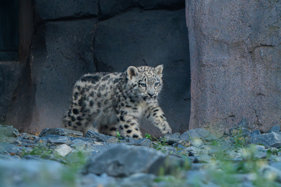 Snow Leopard Cub, Bheri, Ventures Outside For The First Time At Chester Zoo5