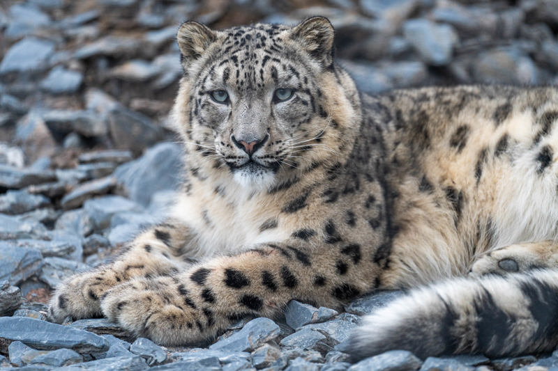 Snow Leopard Lying On Rocks