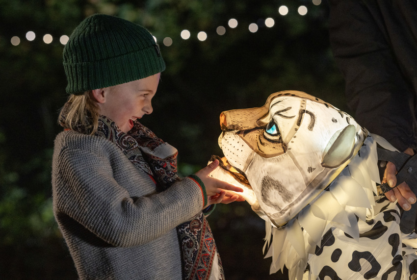 Snow Leopard Puppet, Lanterns And Light 2024 (37)