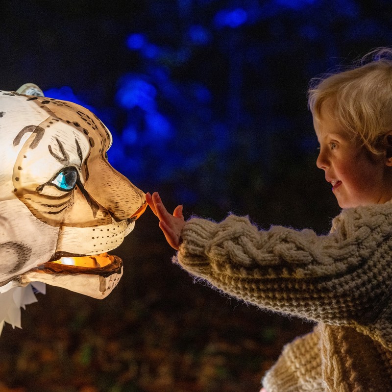 Snow Leopard Puppet, Lanterns And Light 2024 (42)