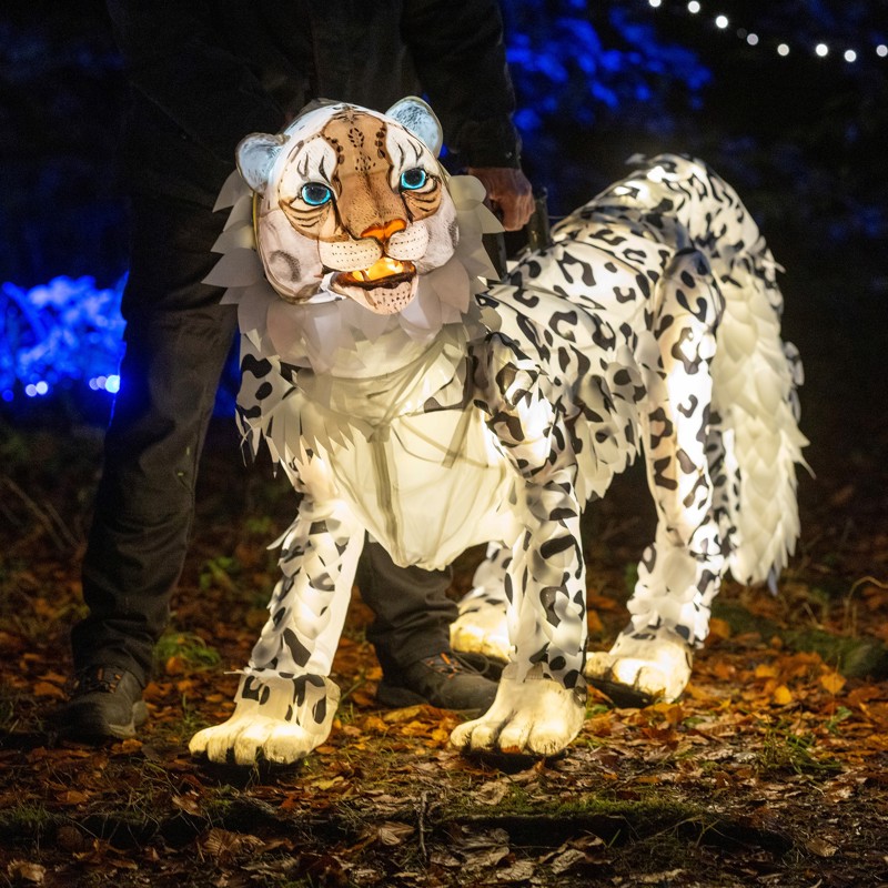 Snow Leopard Puppet, Lanterns And Light 2024 (48)