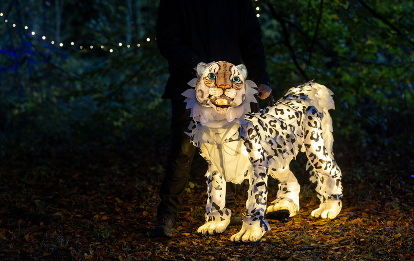 Snow Leopard Puppet, Lanterns And Light 2024 (8)