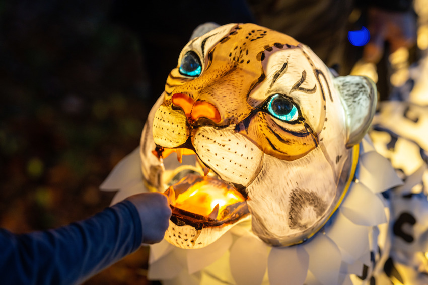 Snow Leopard Puppet, Lanterns And Light 2024 (9)