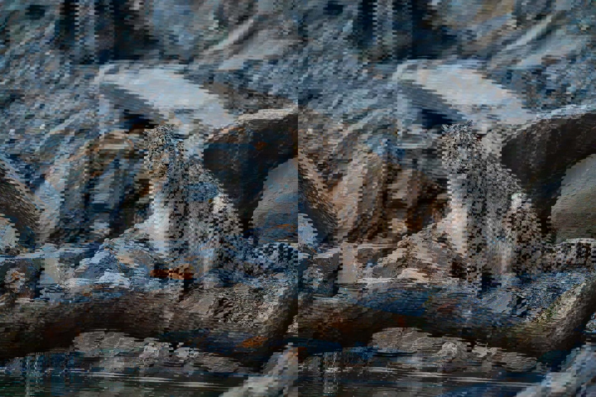 Snow Leopard Sitting On Rocks By Some Water In Their Zoo Habitat