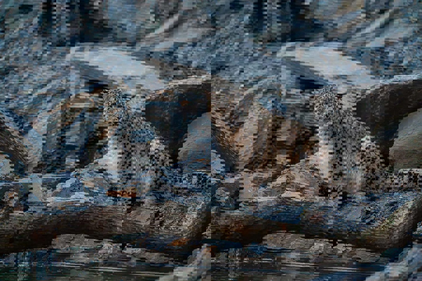 A snow leopard sits on a rocky mountainside staring off into the distance