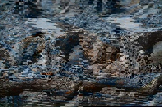 Snow Leopard Sitting On Rocks By Some Water In Their Zoo Habitat