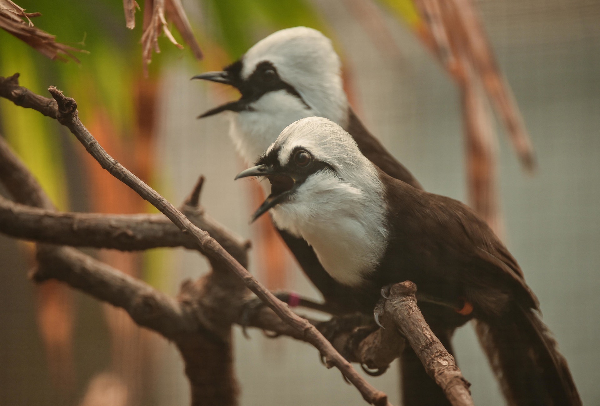 Sumatran Laughing Thrush