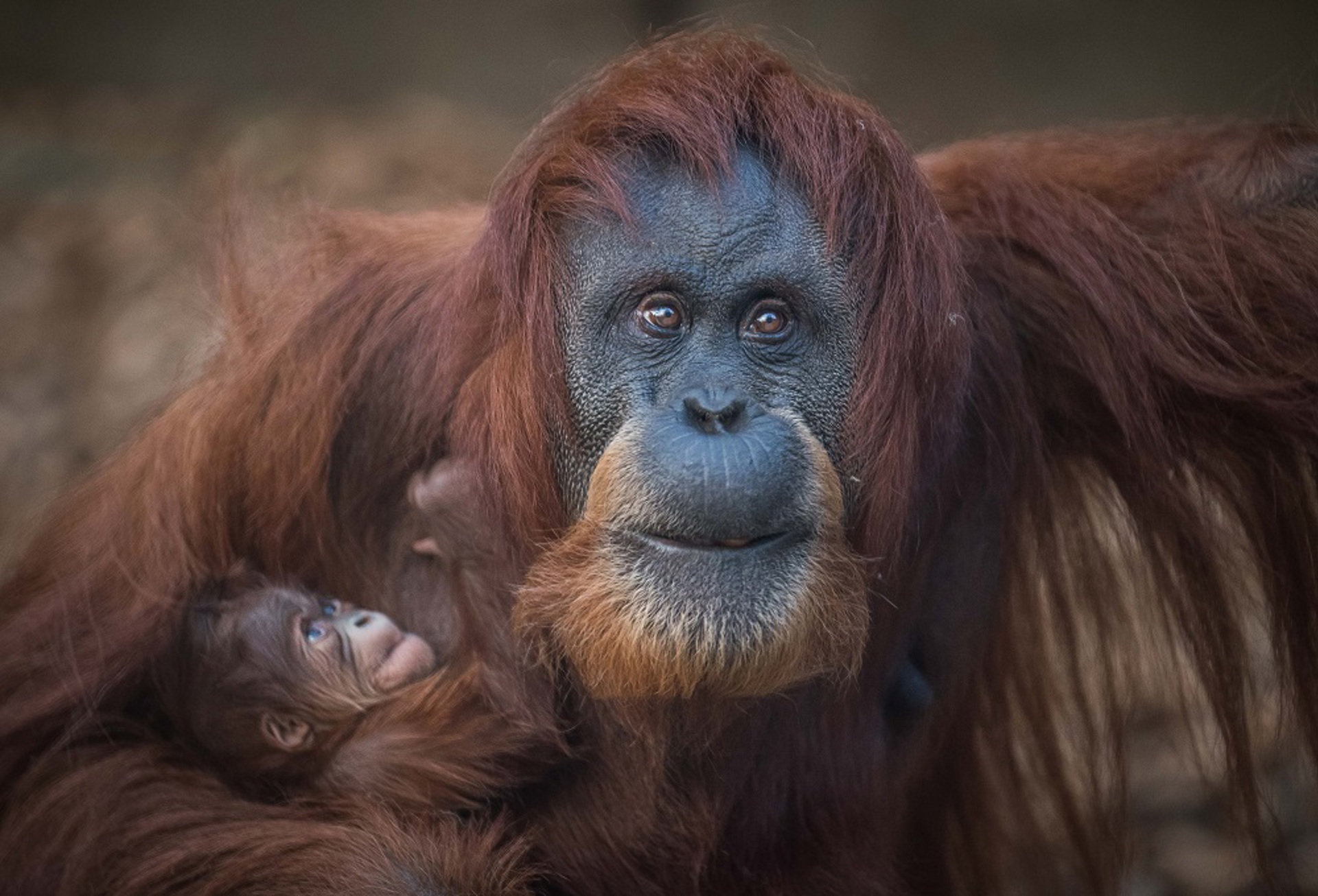Sumatran Orangutan 2