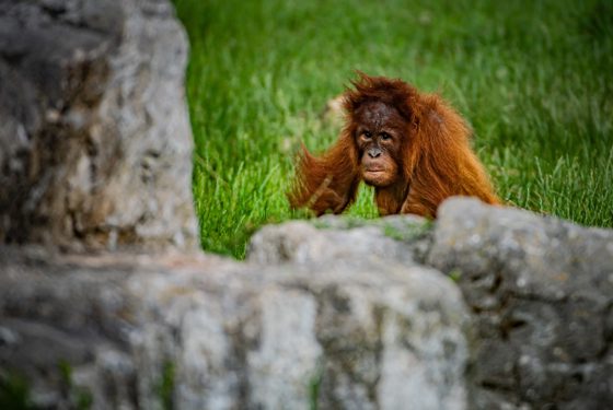 Sumatran Orangutan 4