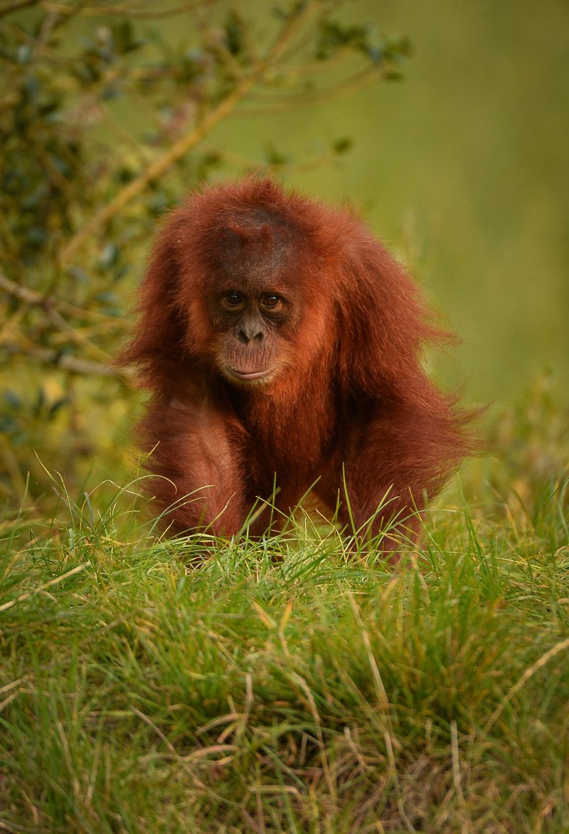Sumatran orangutan at Chester Zoo