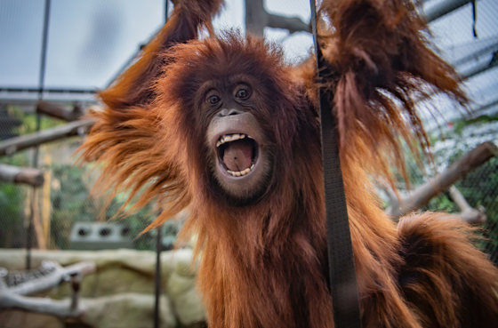 Sumatran Orangutan At Window