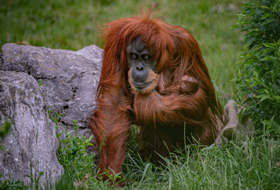 Sumatran Orangutan Mum Emma Holding Her Baby Close At Chester Zoo