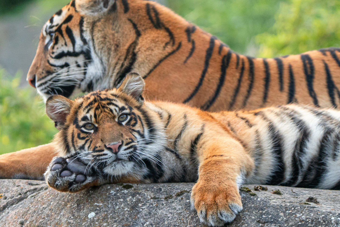 Sumatran Tiger 3 Scaled